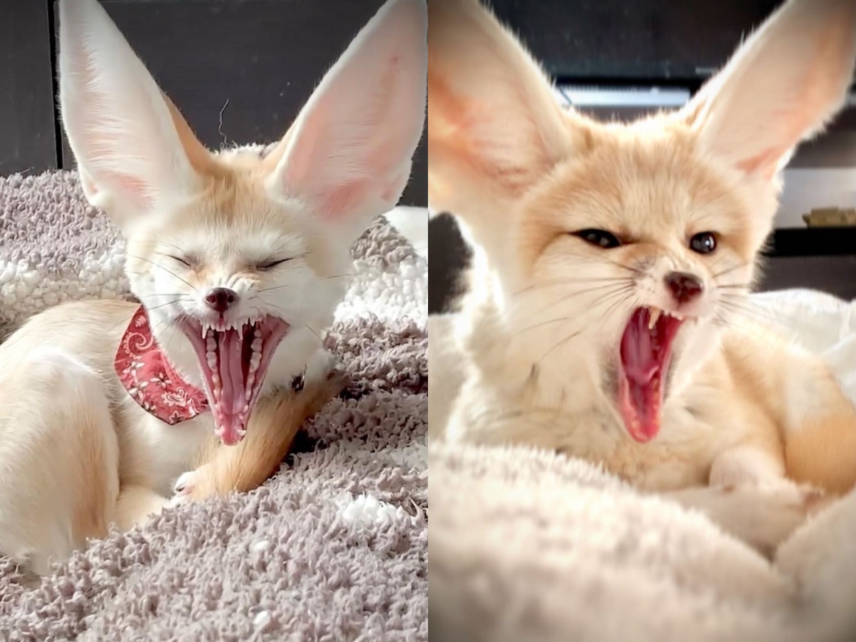 Pet Fennec Fox Legal and Illegal States 2024